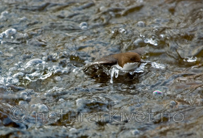 BB 05 0064 / Cinclus cinclus / Fossekall